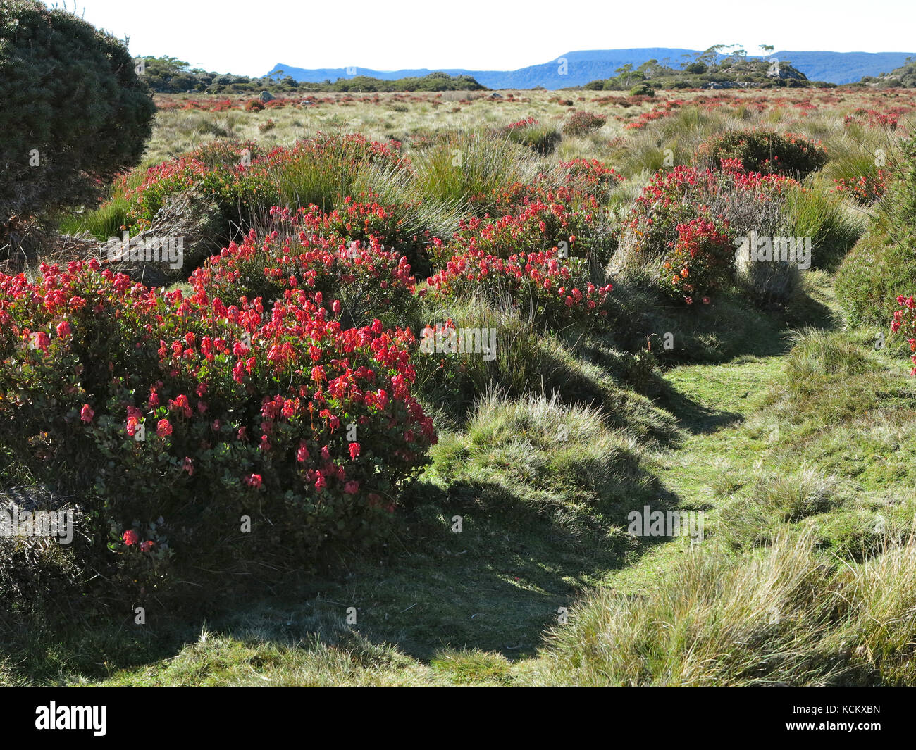 Fusée de montagne (Bellendena montana), en fleur à une altitude de 1 000 M. Great Western tiers, Tasmanie, Australie Banque D'Images