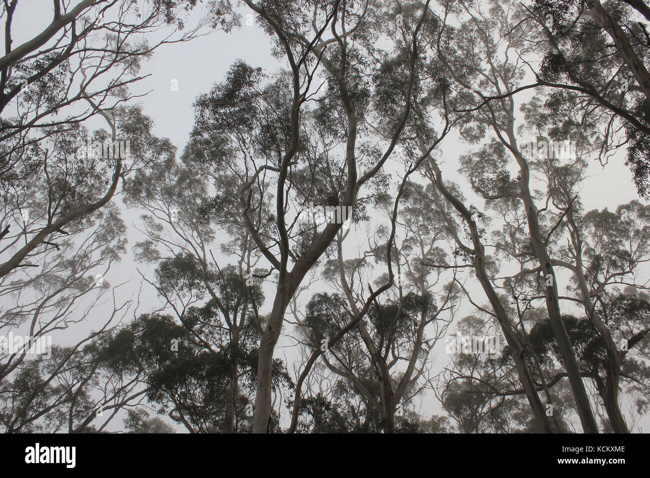 Eucalyptus dans le brouillard du matin. Devonport, Tasmanie, Australie Banque D'Images