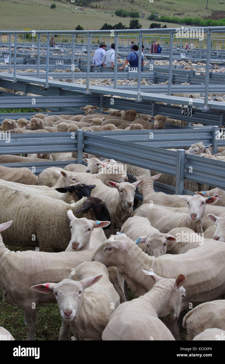 Moutons en plumes à saleyard avec des acheteurs potentiels. Oatlands, Southern Midlands, Tasmanie, Australie Banque D'Images
