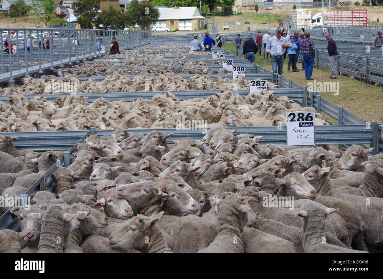 Moutons en plumes à saleyard avec des acheteurs potentiels. Oatlands, Southern Midlands, Tasmanie, Australie Banque D'Images