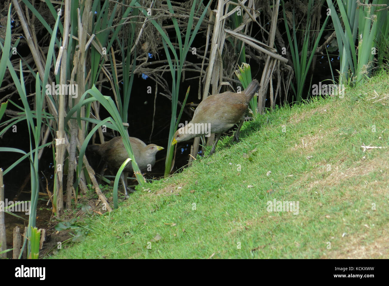 Couple de poules indigènes de Tasmanie (Tribonyx mortierii) sur une rive herbeuse de la rivière Meander, facture à facture. Deloraine, Tasmanie, Australie Banque D'Images