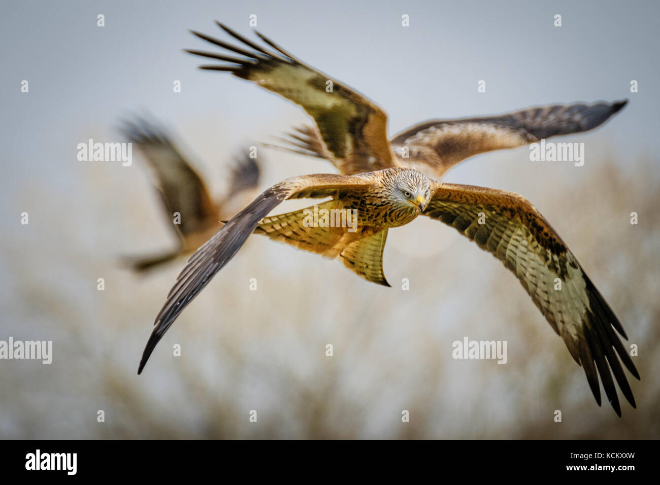 Le milan royal (Milvus milvus) close up en vol Banque D'Images