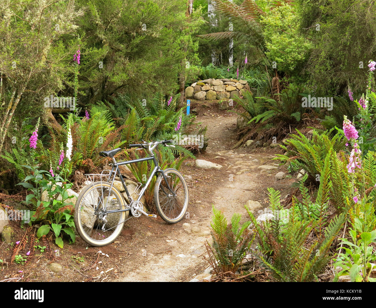 L'un des sentiers de vélo de montagne du Blue Derby qui serpente à travers la forêt tropicale et passe devant les maisons, les jardins et les murs de jardin des mineurs d'étain du 19th siècle. Derby Banque D'Images