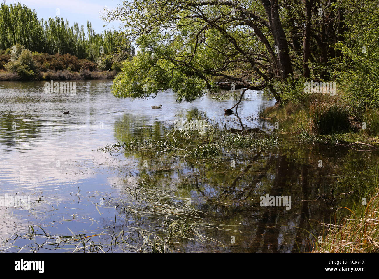 La rivière Macquarie traverse Ross, Midlands, Tasmanie, Australie Banque D'Images