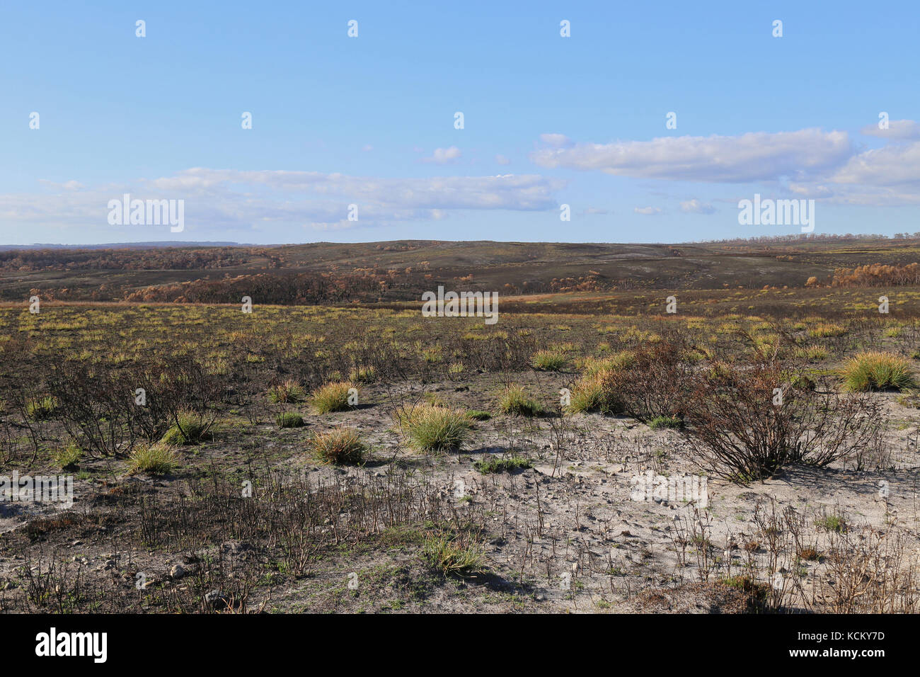 Une étendue brûlée de landes côtières après les feux de brousse catastrophiques qui ont commencé en janvier 2016. Zone de conservation Arthur Pieman, région de Tarkine, mort Banque D'Images