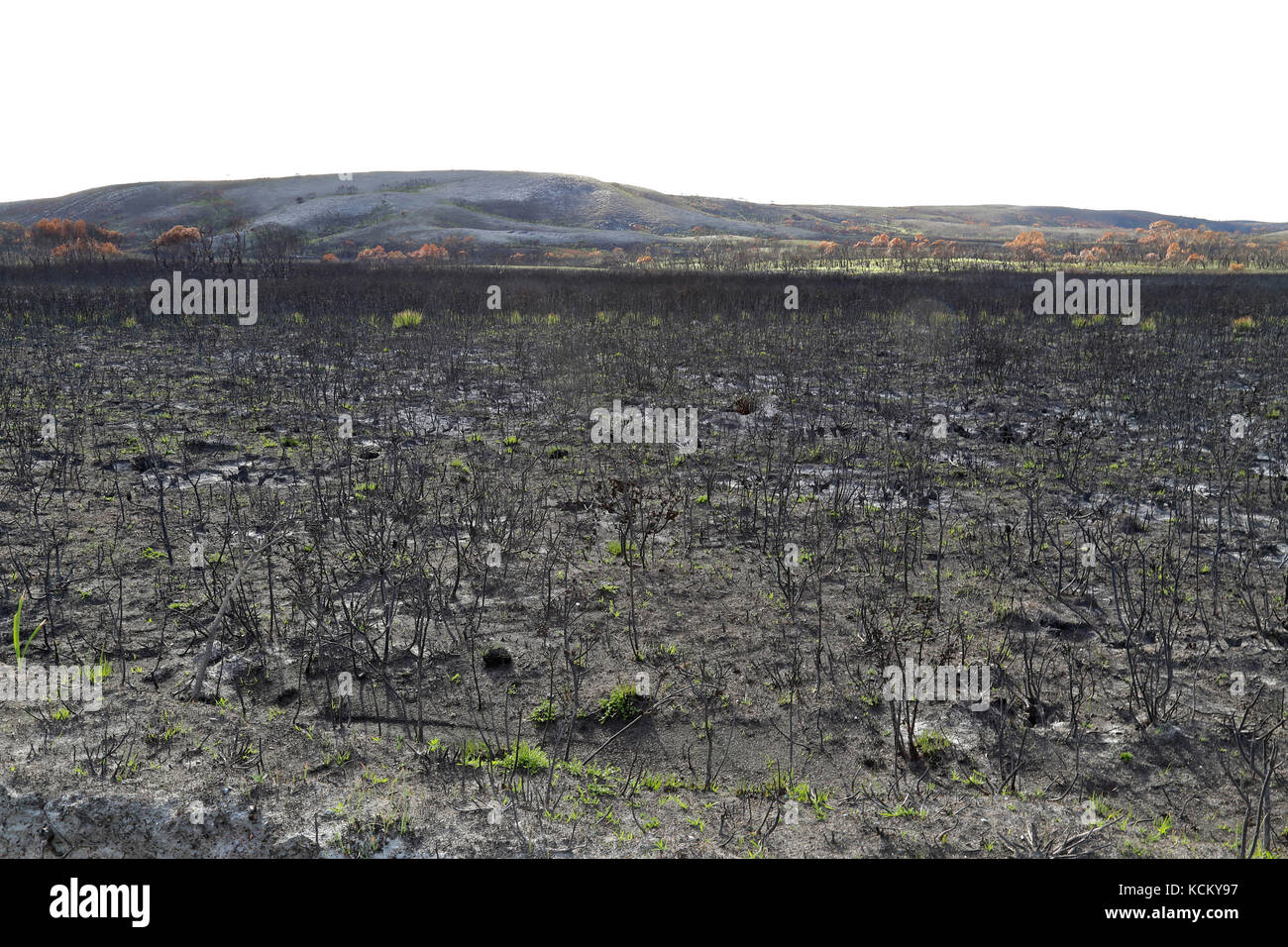 Étendue brûlée des landes côtières après les feux de brousse catastrophiques. Temma, zone de conservation Arthur Pieman, région de Tarkine, nord-ouest de la Tasmanie Banque D'Images