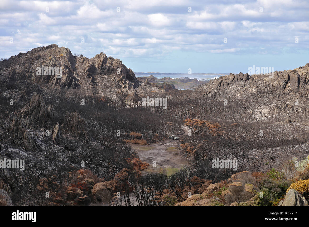 La lande côtière brûlée à Sarah Anne Rocks. Zone de conservation Arthur Pieman, Tasmanie, Australie Banque D'Images