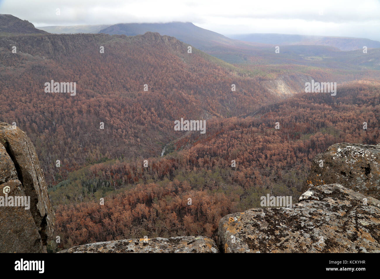 Dégâts considérables dans la vallée de la rivière Fisher, sous le Gullet Devils, causés par des incendies catastrophiques. Great Western Tiers, Tasmanie du nord, Australie Banque D'Images