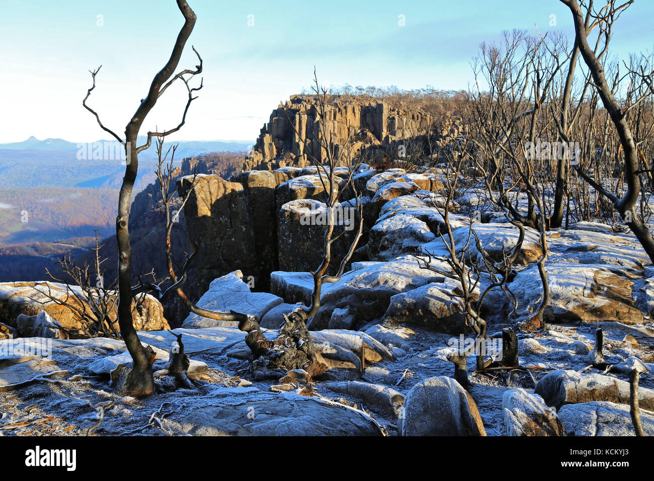 Forêt sur l'escarpement de Western Tiers endommagée par des feux de brousse catastrophiques. Devils Gullet, Western tiers, nord de la Tasmanie, Australie Banque D'Images