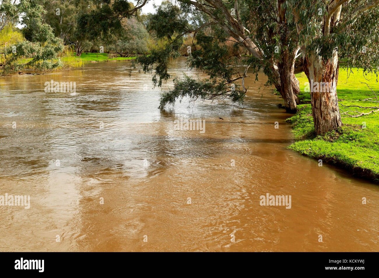 Une partie de la rivière Tooma sur les pentes occidentales de la Grande chaîne de division, gonflée avec la pluie récente. Sud-est de la Nouvelle-Galles du Sud, Australie Banque D'Images