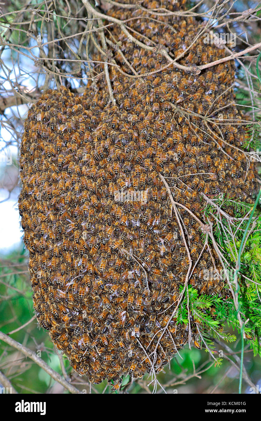 Les abeilles de l'Ouest (APIs mellifera) se balanlent sur un arbre. Tasmanie, Australie Banque D'Images
