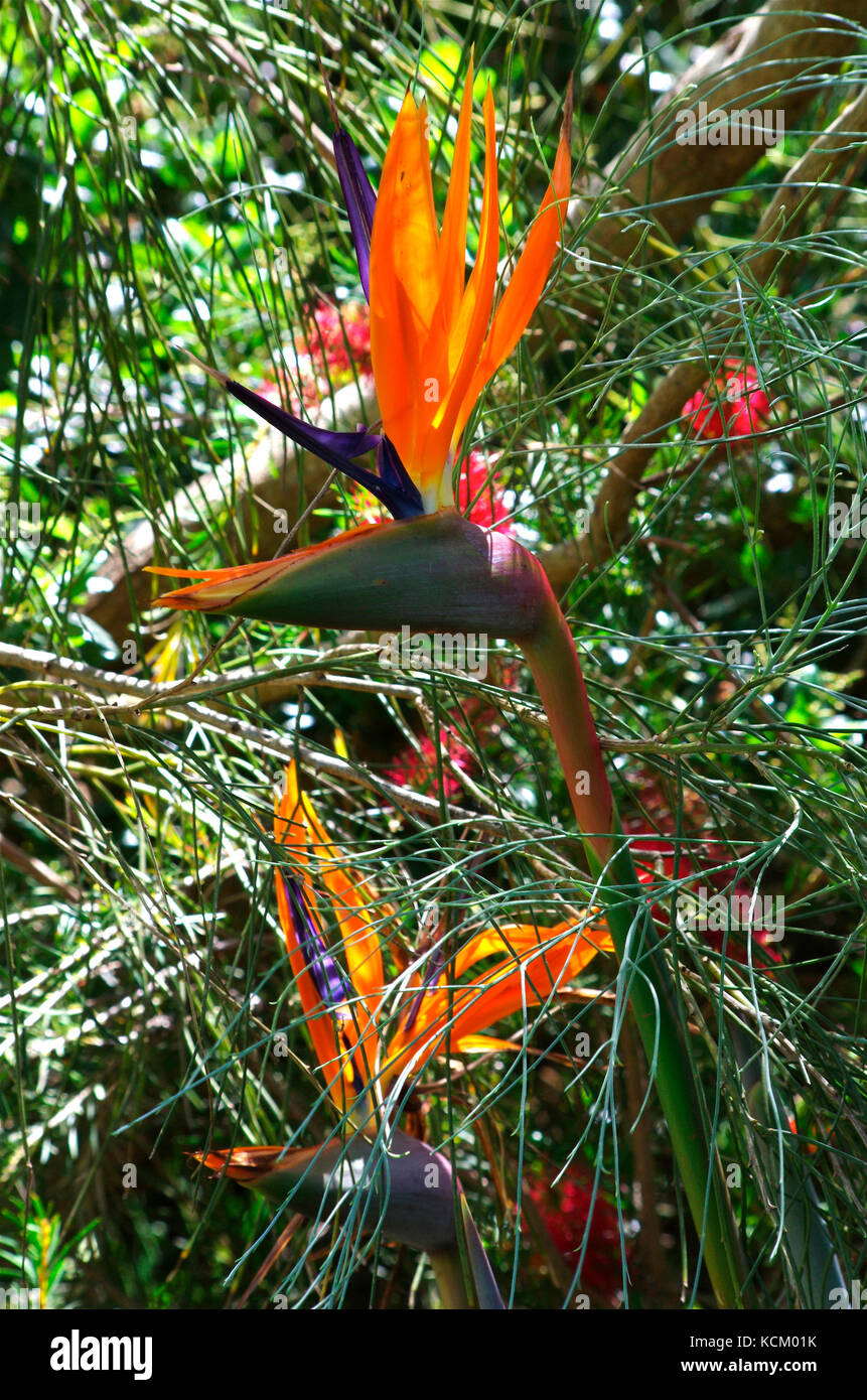 Fleur d'oiseau de paradis (Strelitzia reginae). Originaire d'Afrique du Sud Banque D'Images