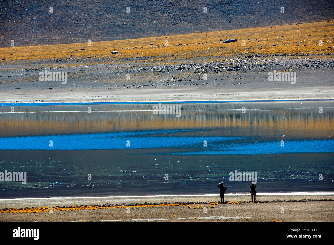 Chili désert d'Atacama laguna miscanti excursion le long de l'eau waych birdlife. Los Flamencos nature reserve miscanti section. Banque D'Images