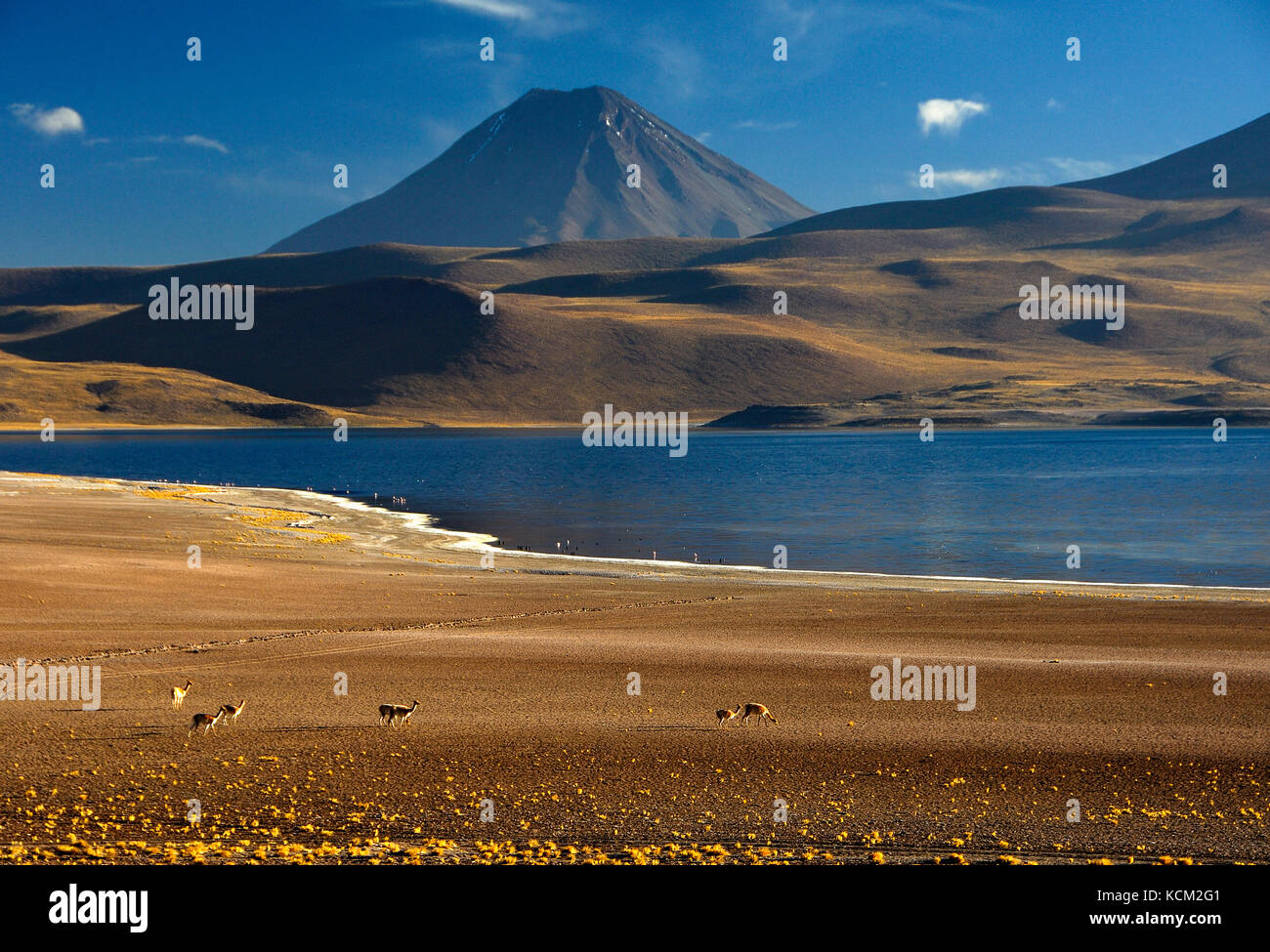 Chili désert d'Atacama réserve naturelle de los flamencos miscanti section. guanaco (Lama guanicoe), laguna miscanti et le volcan chiliques (5780 m.) Banque D'Images