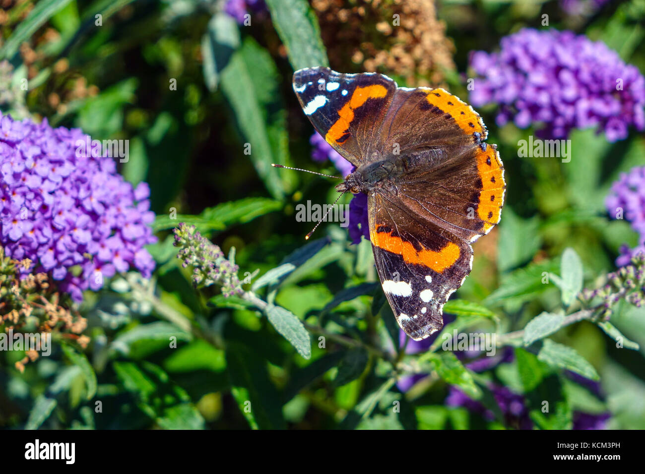 Papillon sur les fleurs lilas, Imst, Autriche Banque D'Images