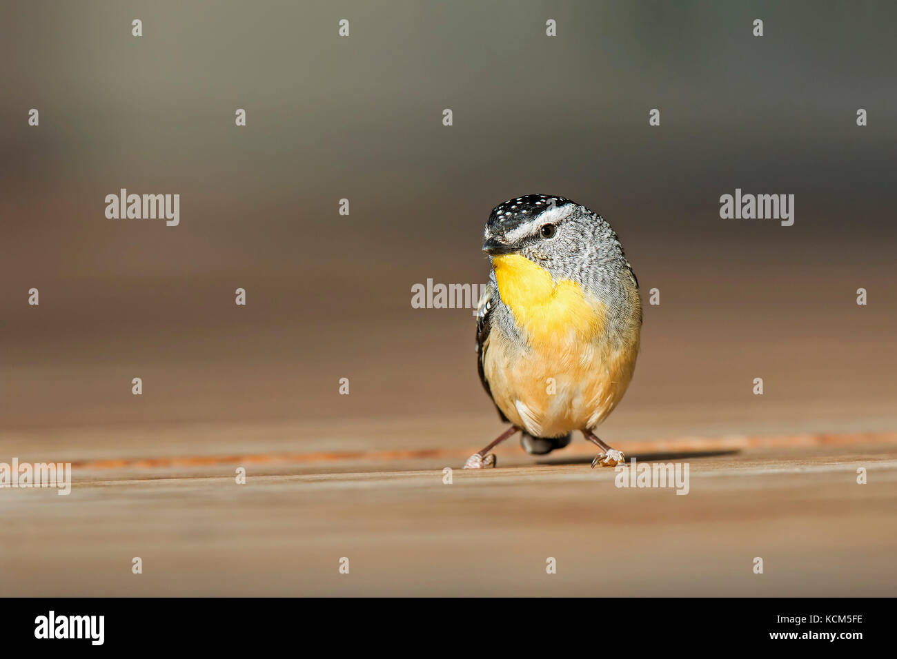 Pardalote tachetée (pardalotus punctatus) Banque D'Images
