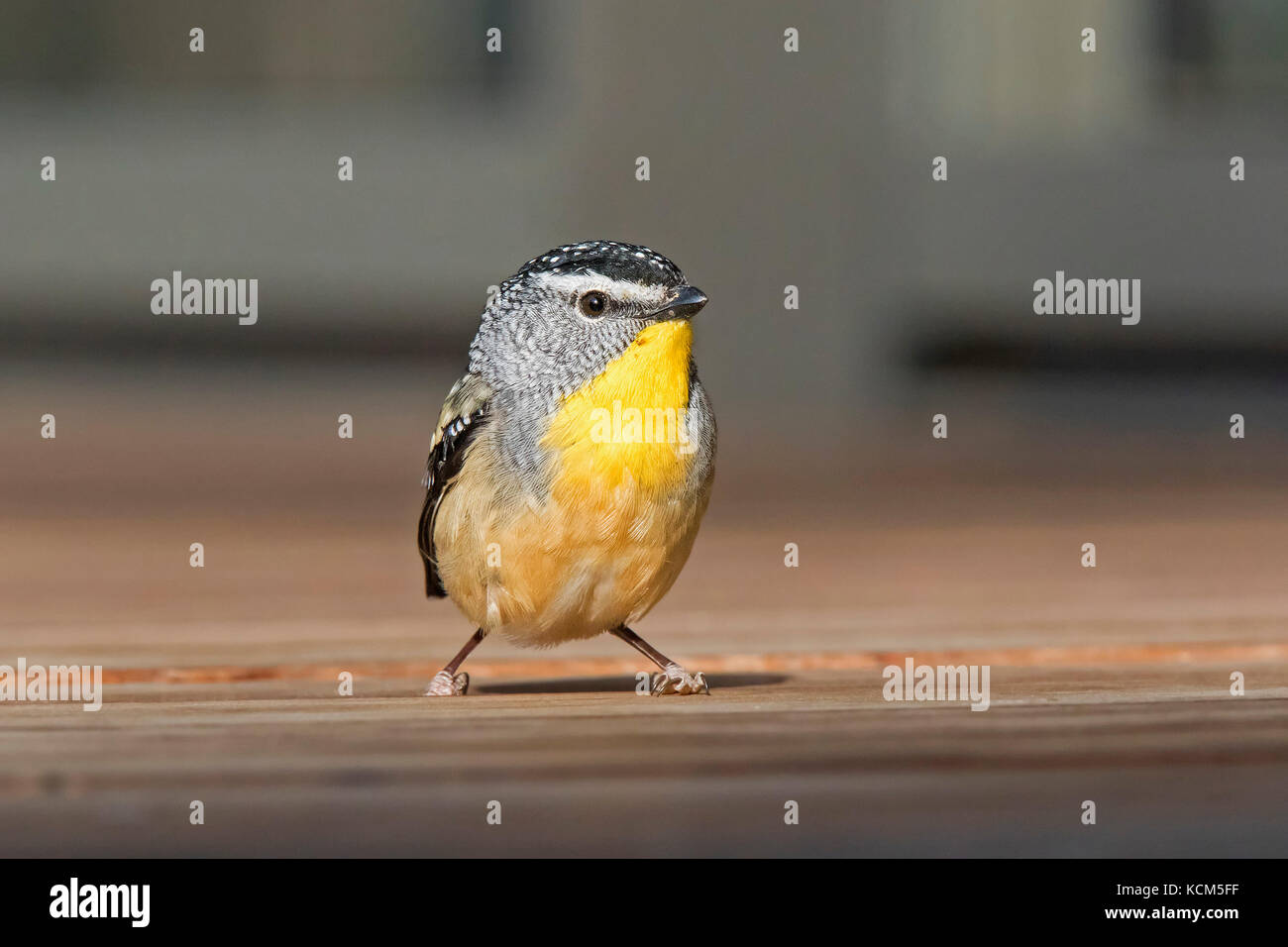 Pardalote tachetée (pardalotus punctatus) Banque D'Images