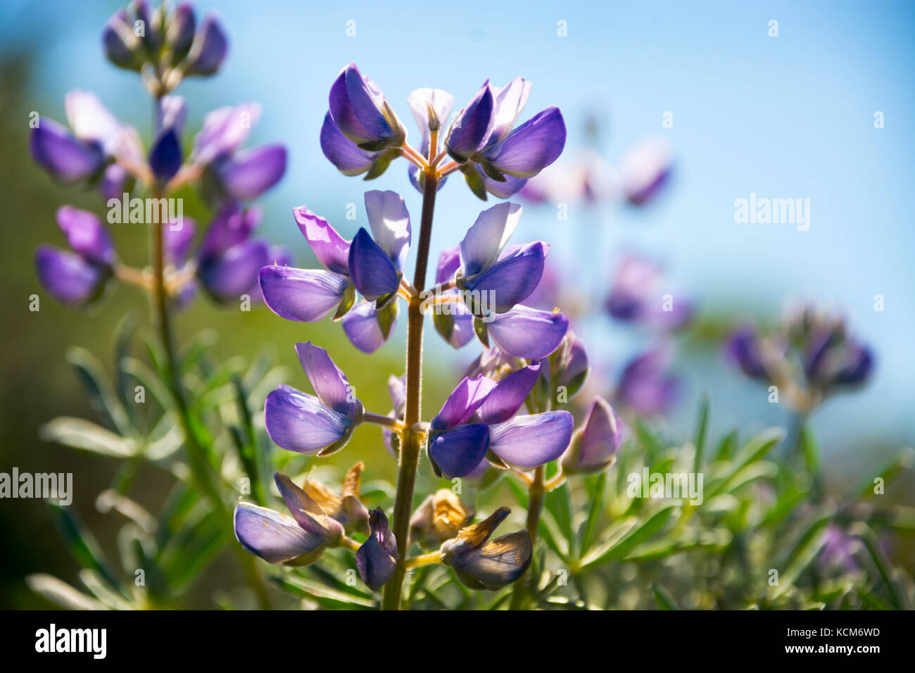 Lupin, parc national de Mount Tamalpais, Californie Banque D'Images