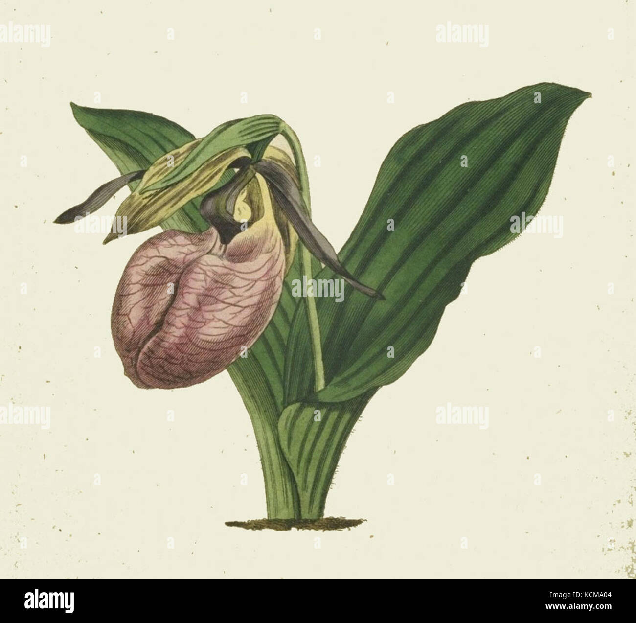 Cypripedium acaule, communément appelé pantoufle de dame rose, est une espèce d'orchidée originaire d'Amérique du Nord. Il prospère dans les sols acides et humides et est remarquable pour ses fleurs distinctives en forme de pantoufles. Banque D'Images