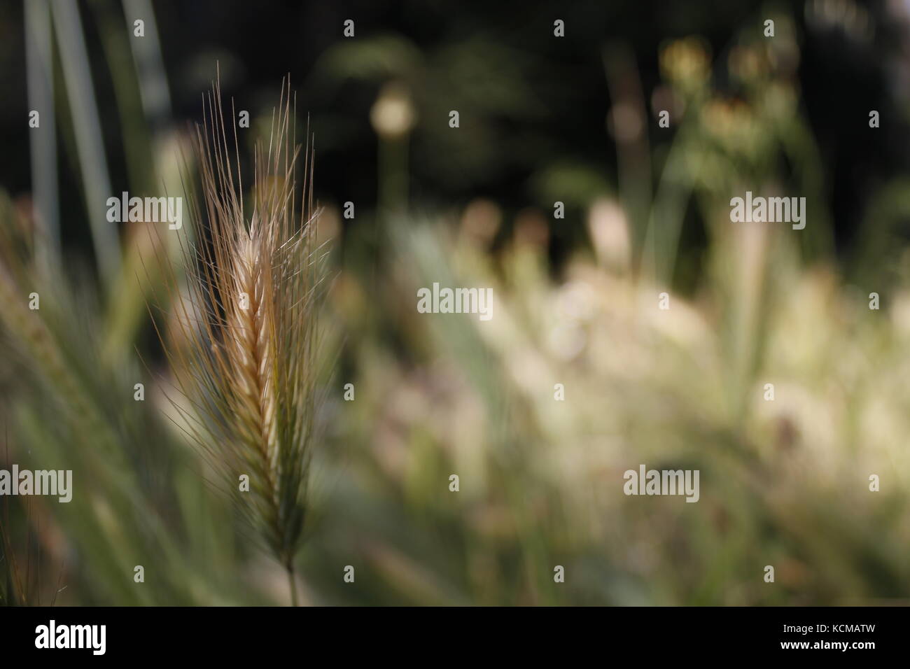 Bellaterra, Espagne. Photos prises au printemps. Banque D'Images