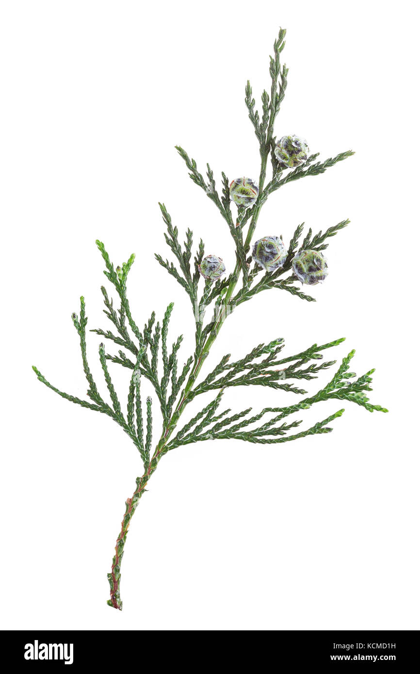 Thuja brindille avec des fruits sur un fond blanc.green thuja twig withunripe les fruits. Banque D'Images
