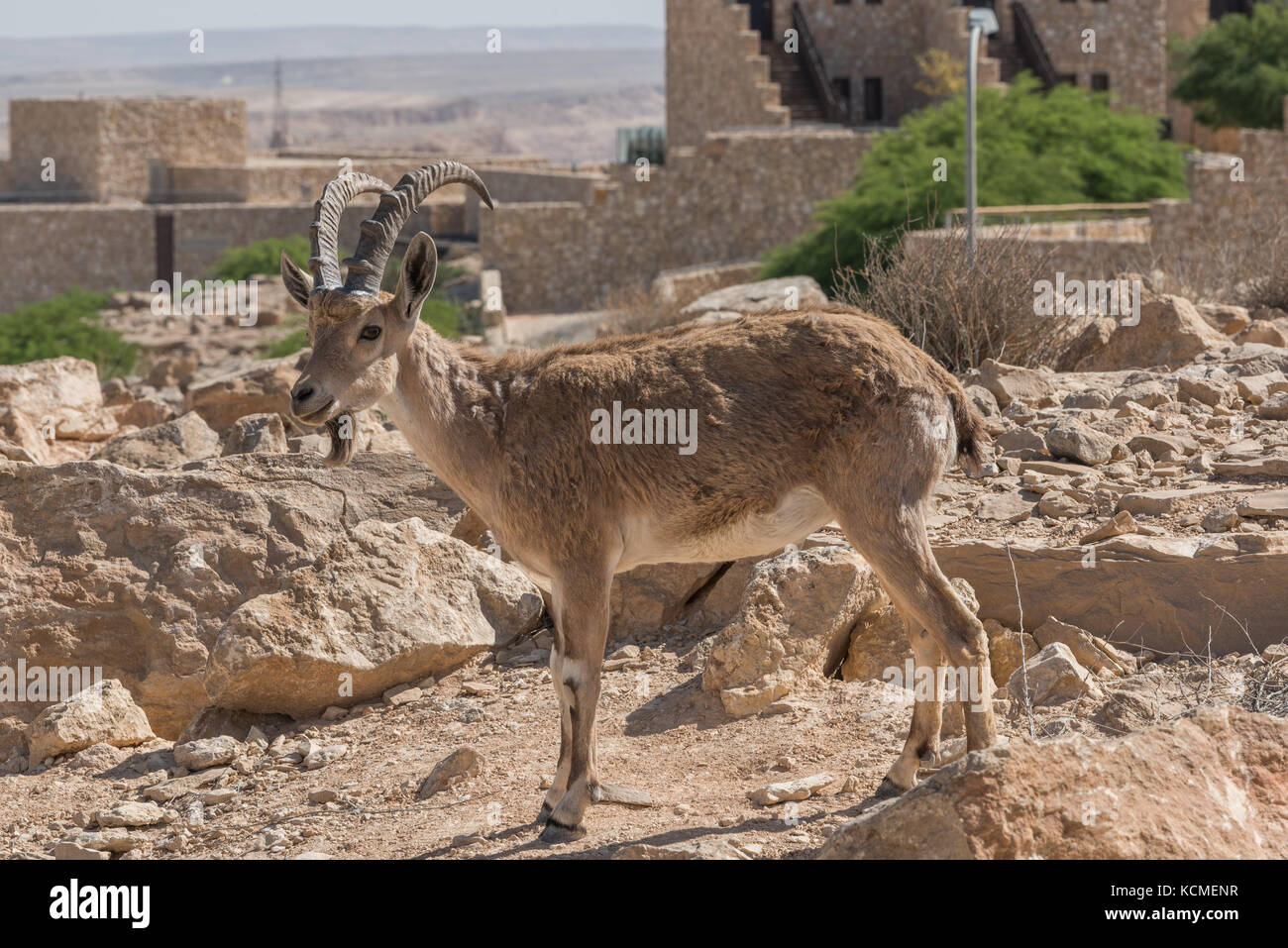 Les chèvres sauvages (Ibex de Nubie) à Mitzpe Ramon, Néguev, Israël Banque D'Images