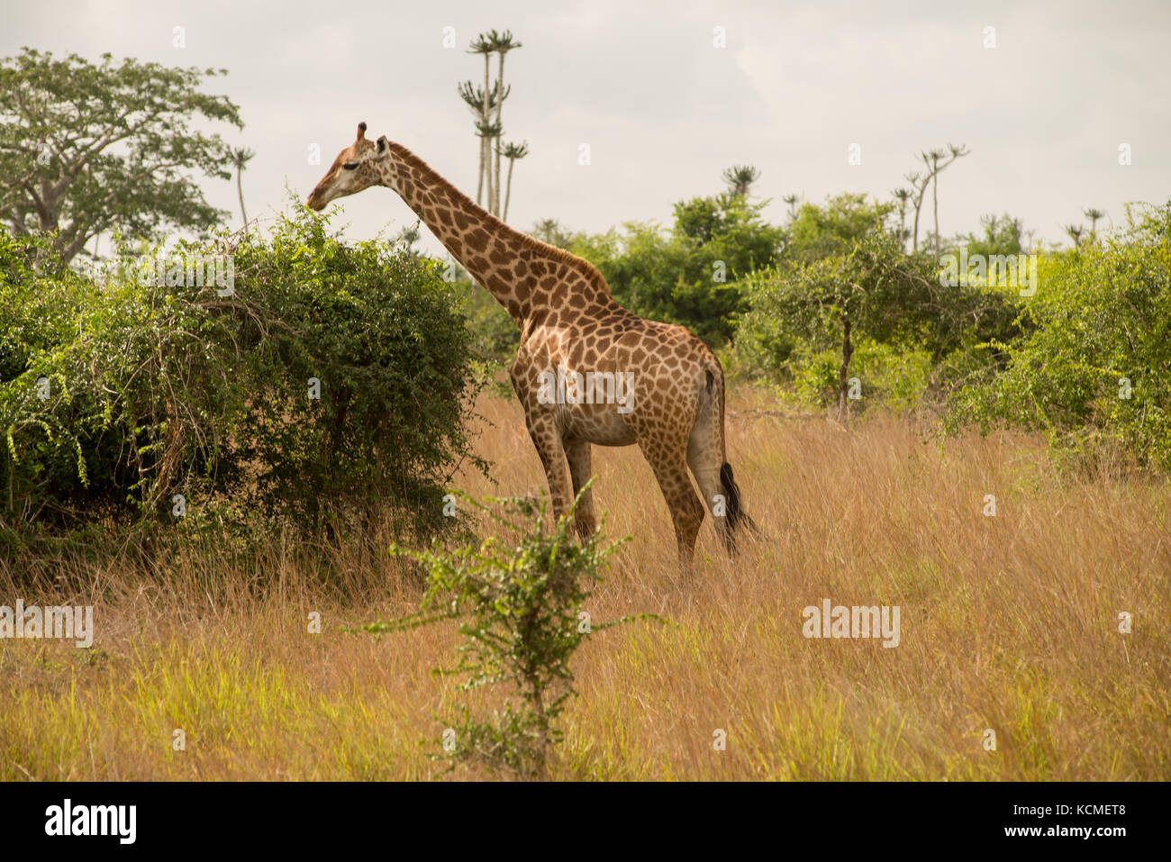girafe Banque D'Images