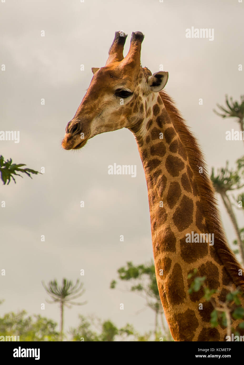 girafe Banque D'Images