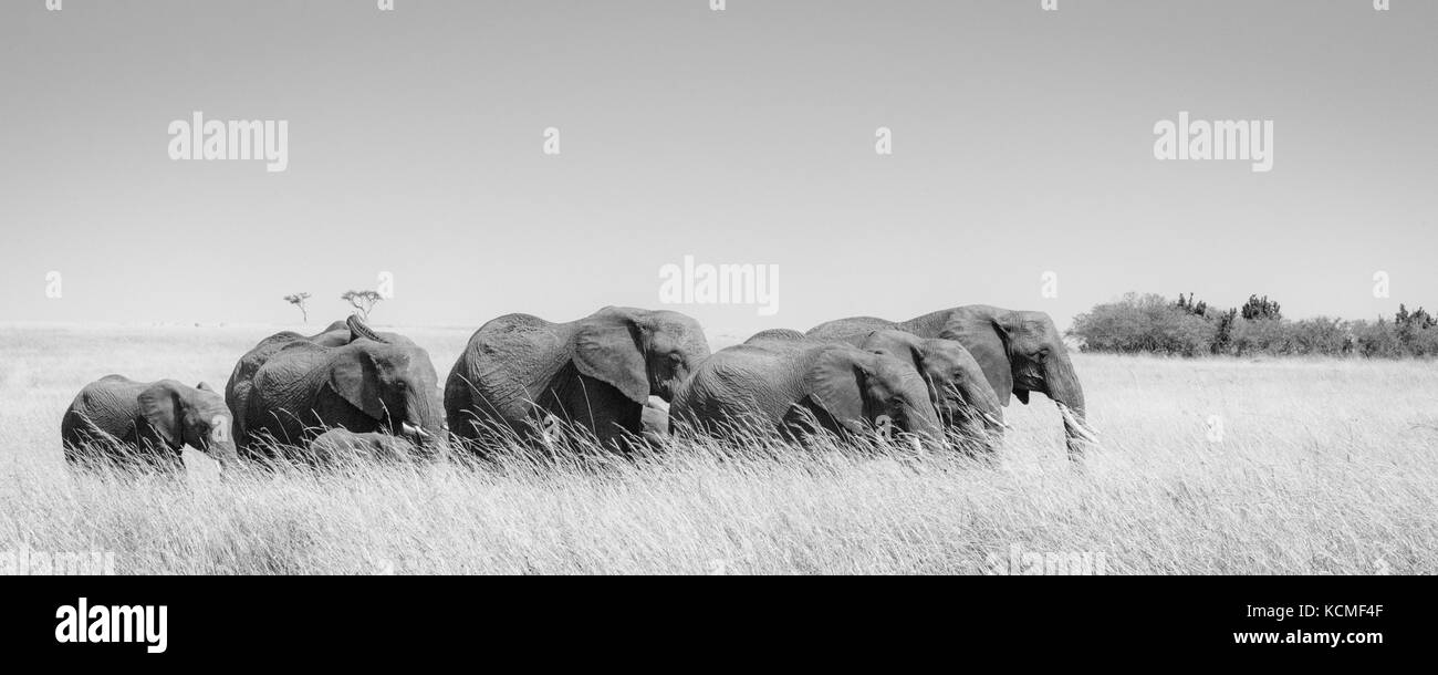 Une famille d'éléphants dans la savane, Masai Mara, Kenya Banque D'Images