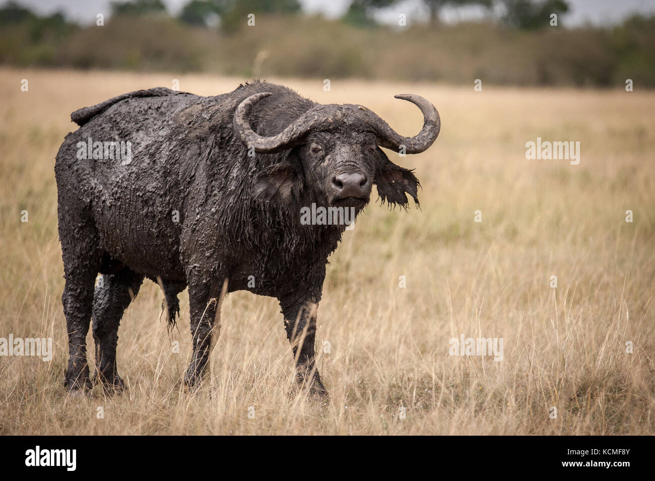 Un seul buffle (général) nous menace dans la savane, Masai Mara, Kenya Banque D'Images