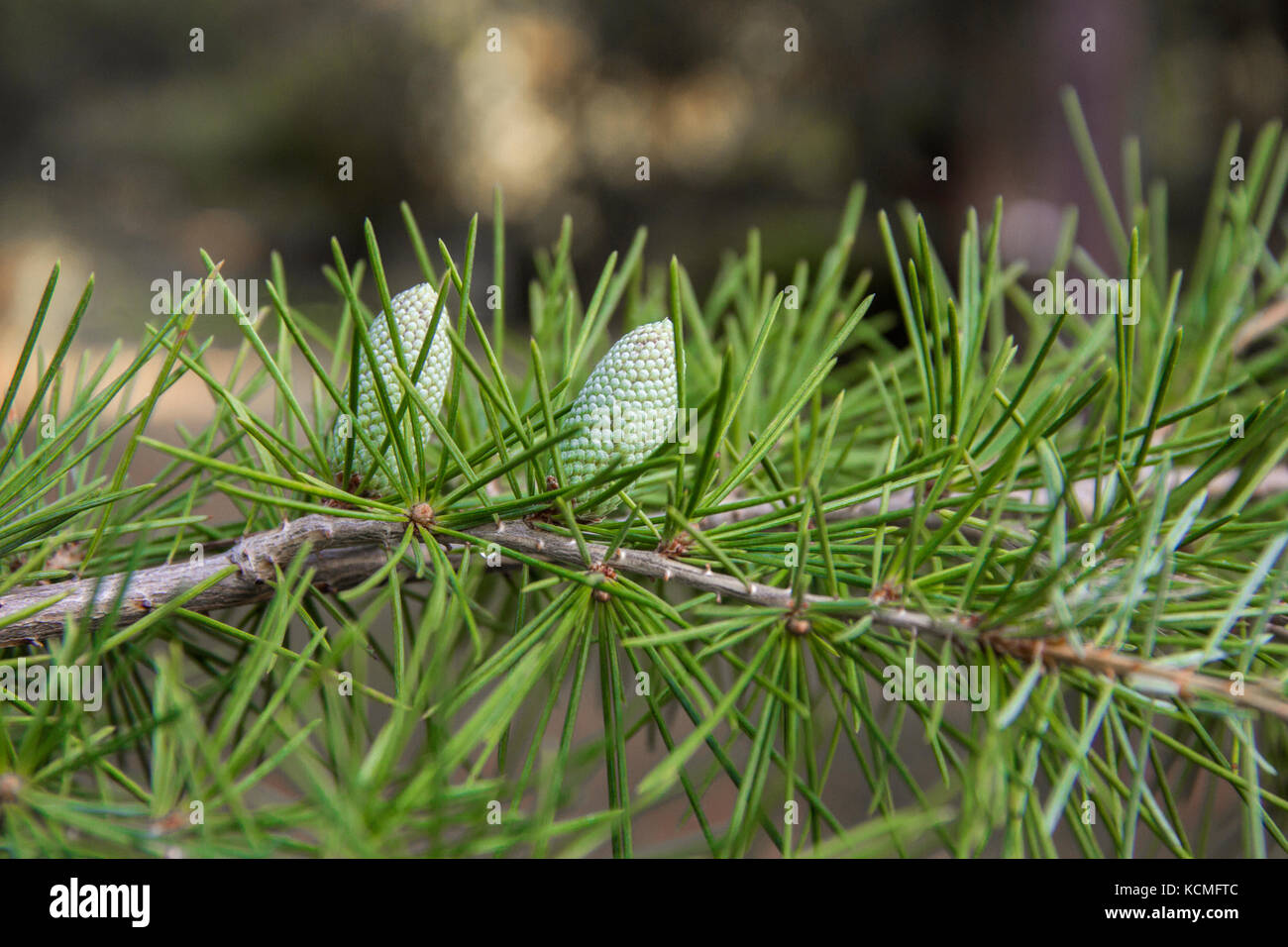 Détails d'une branche avec de petits cônes de jeunes du vieux cèdre du Liban Banque D'Images
