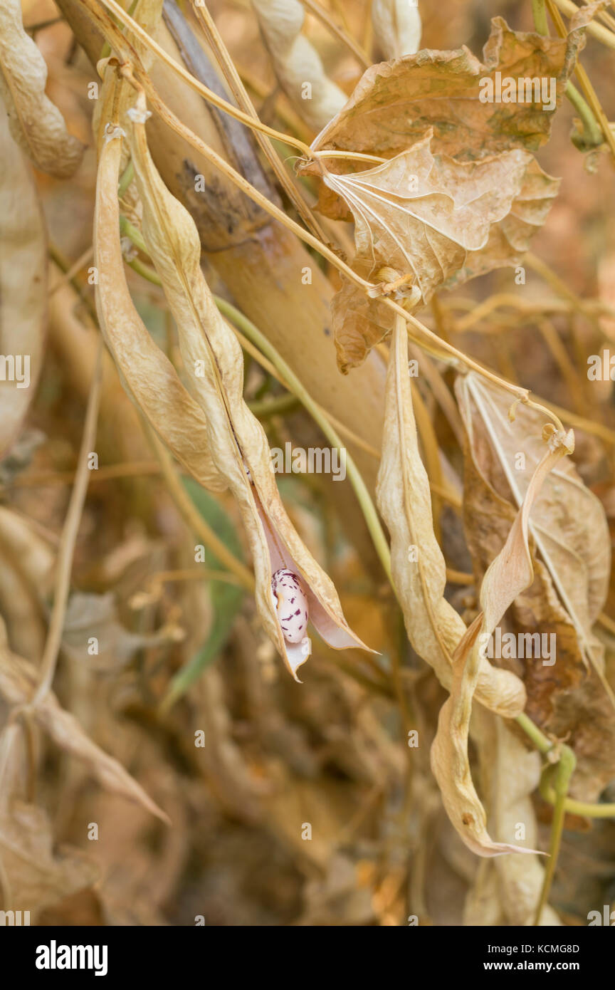 Les haricots colorés secs dans les gousses sur une plante Banque D'Images
