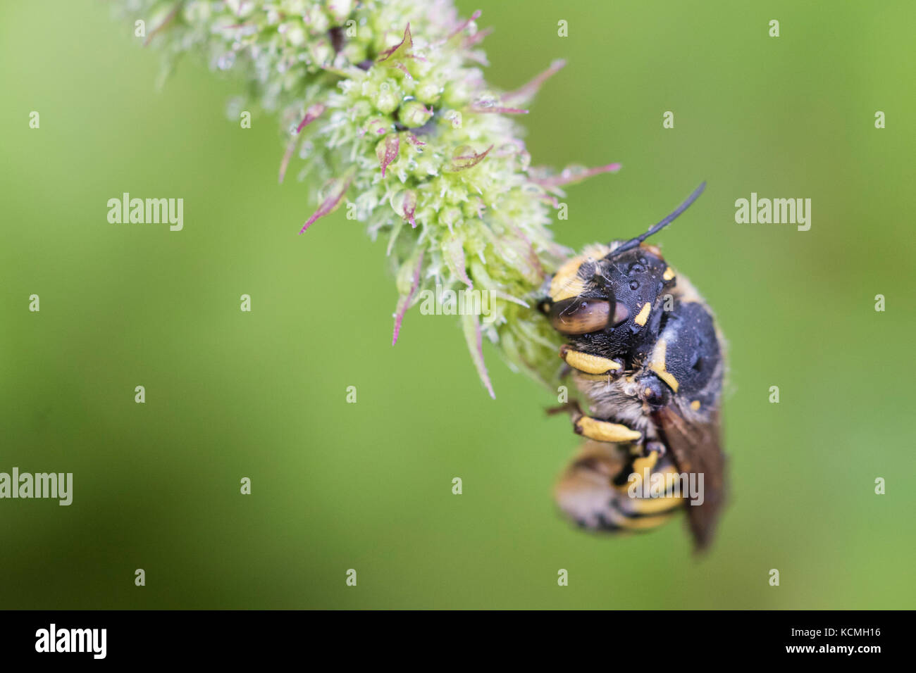 coucou abeille Banque D'Images