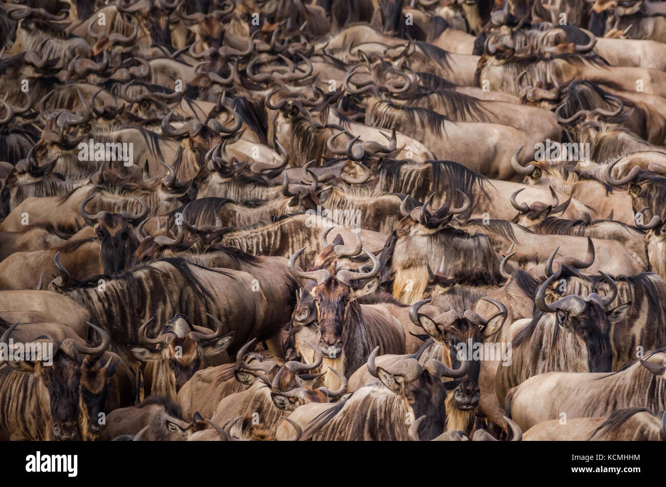 Un troupeau de gnous se rassemblent pour traverser le Nil. Banque D'Images