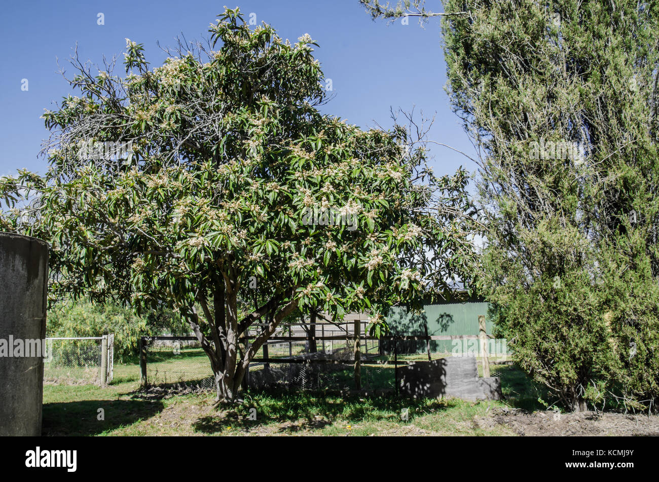 Arbre généalogique loquat Eriobotrya japonica en fleurs..Aussi connu sous le nom de prunier japonais ou chinois plum Banque D'Images