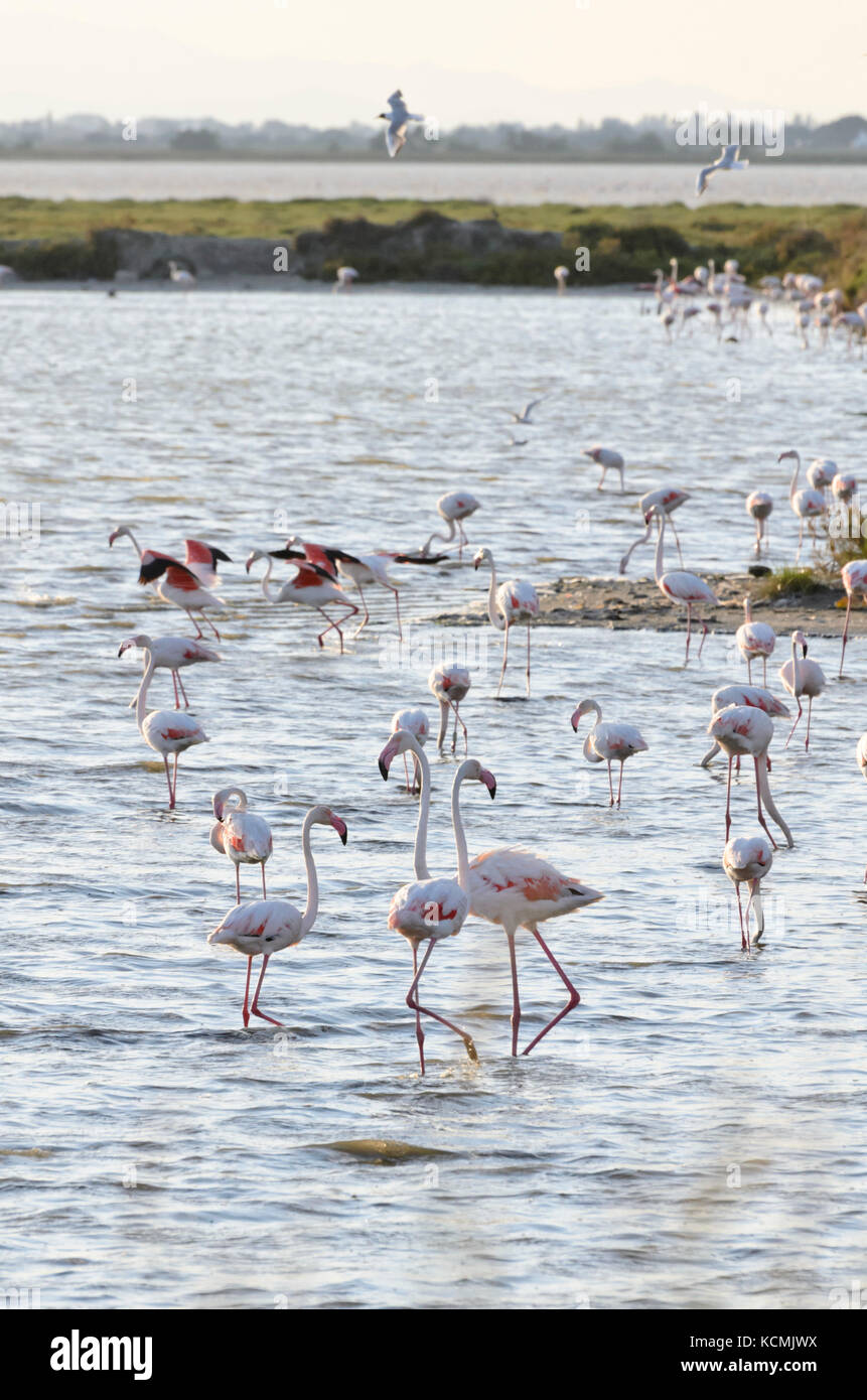 Flamant rose (Phoenicopterus roseus), camargue, france Banque D'Images