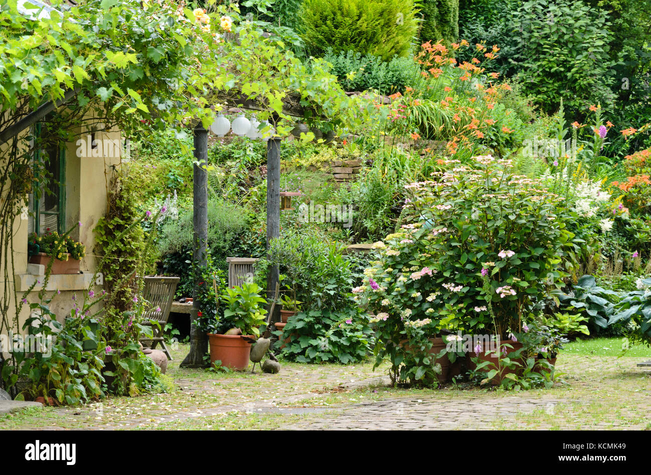 La vigne (Vitis), digitales (digitalis), hortensias (hydrangea) et d'hémérocalles (Hemerocallis) dans un jardin Banque D'Images