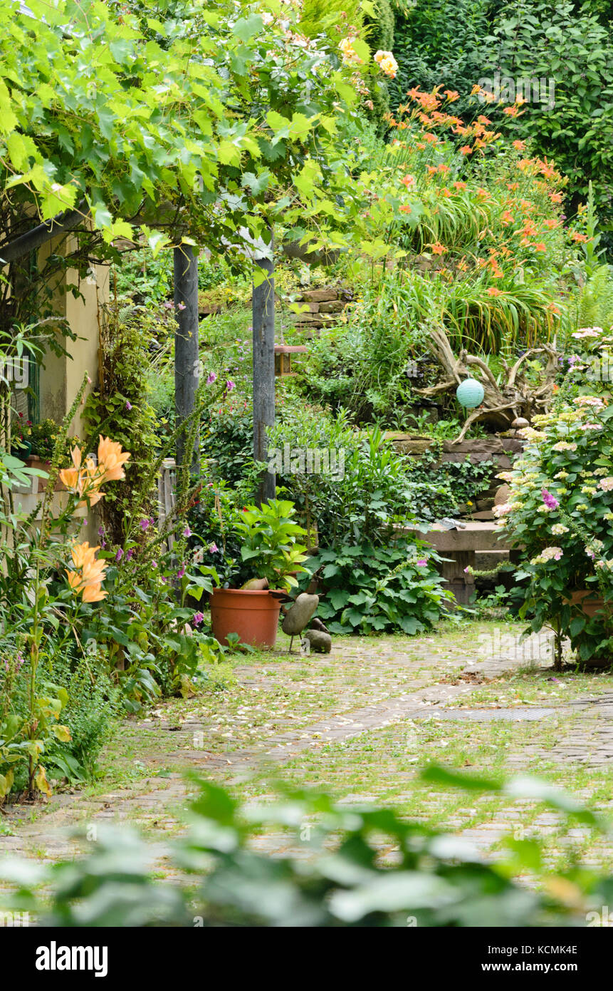 La vigne (Vitis), lis (Lilium), hortensias (hydrangea) et d'hémérocalles (Hemerocallis) dans un jardin Banque D'Images