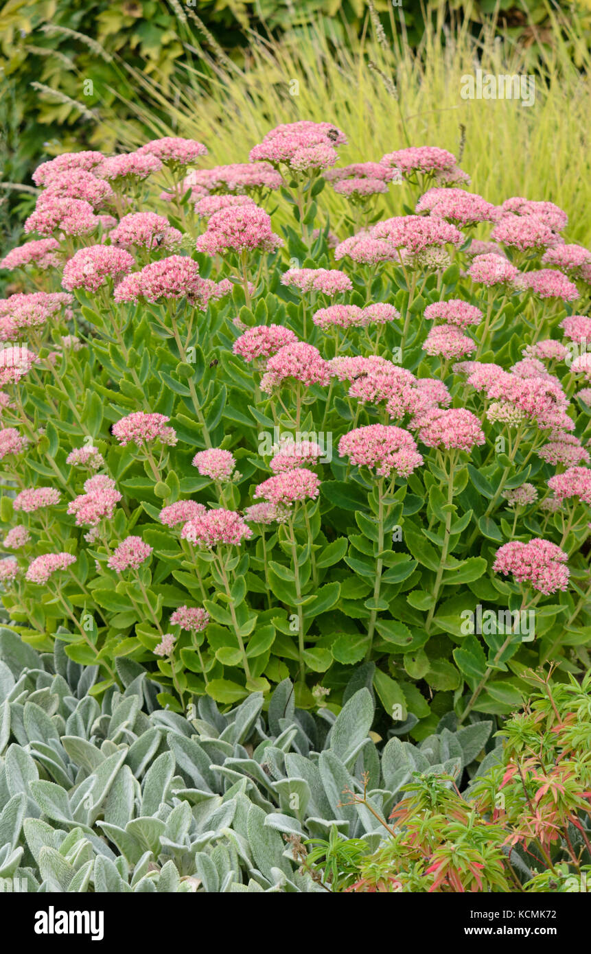 Orpine (Sedum telephium syn. hylotelephium telephium) et les oreilles d'agneau (stachys byzantina) Banque D'Images