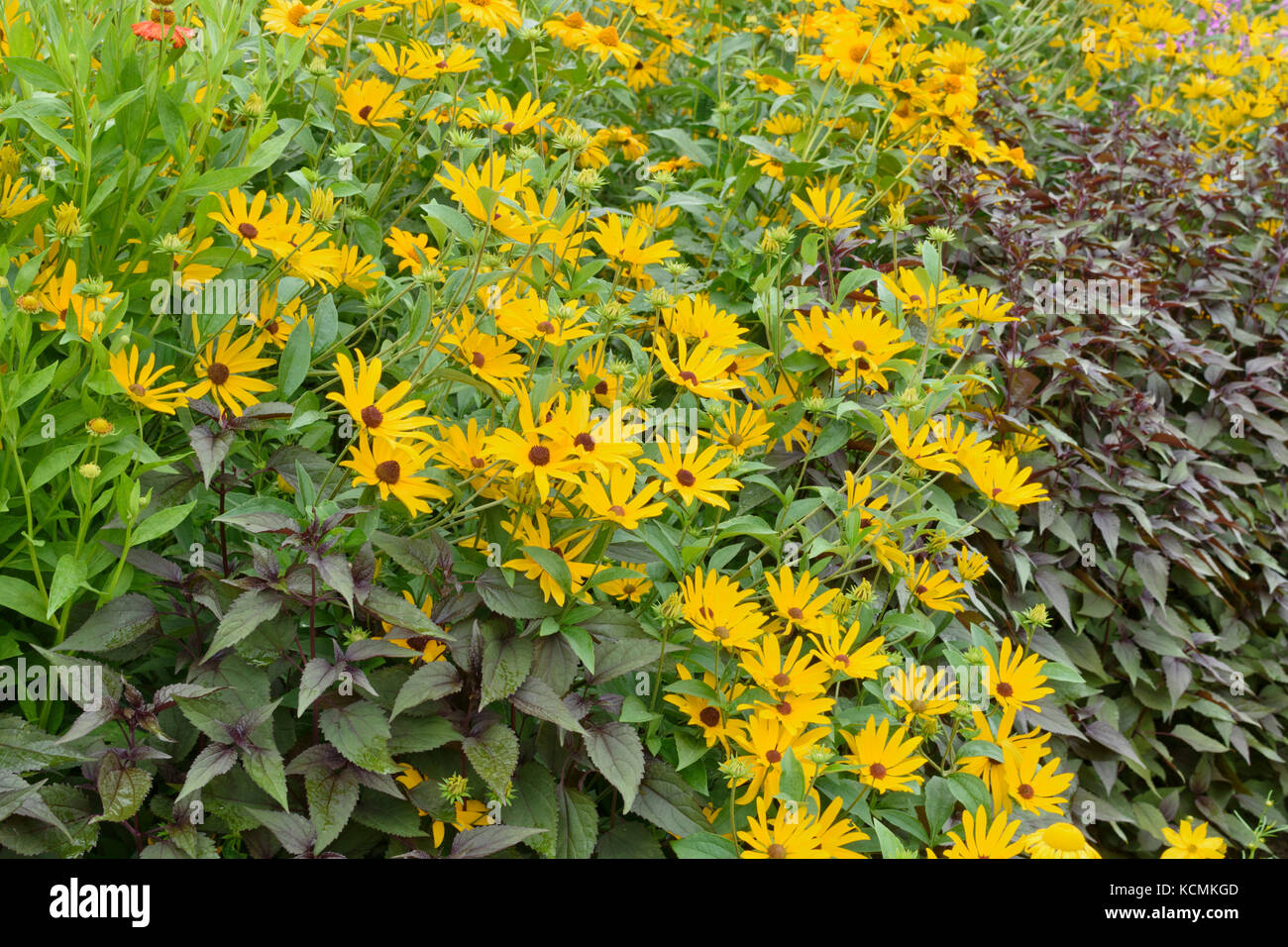 Cône orange flower (Rudbeckia fulgida) Banque D'Images