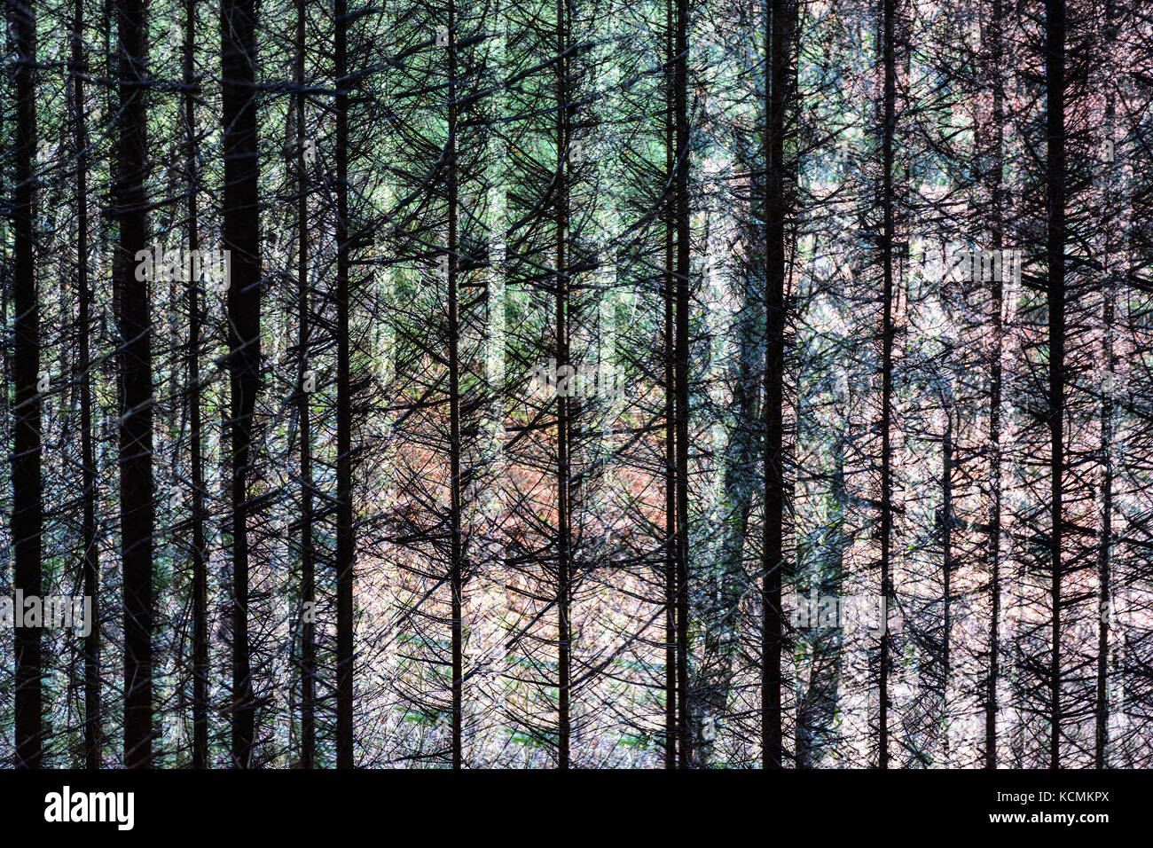 Résumé de l'exposition multiple couleur image artistique d'arbres dans une forêt, modèle extérieur naturel surréaliste Banque D'Images