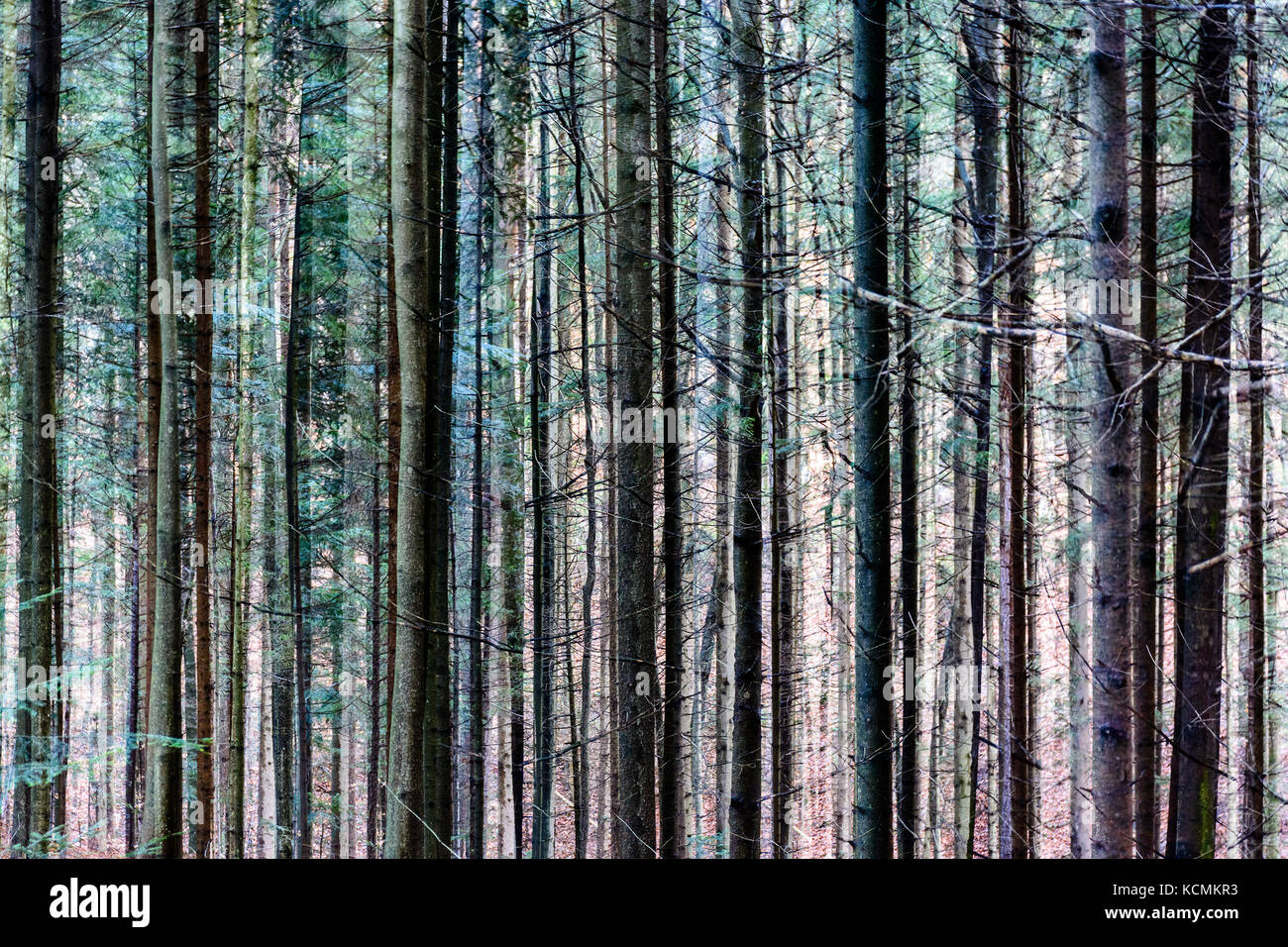 Résumé de l'exposition multiple couleur image artistique d'arbres dans une forêt, modèle extérieur naturel surréaliste Banque D'Images