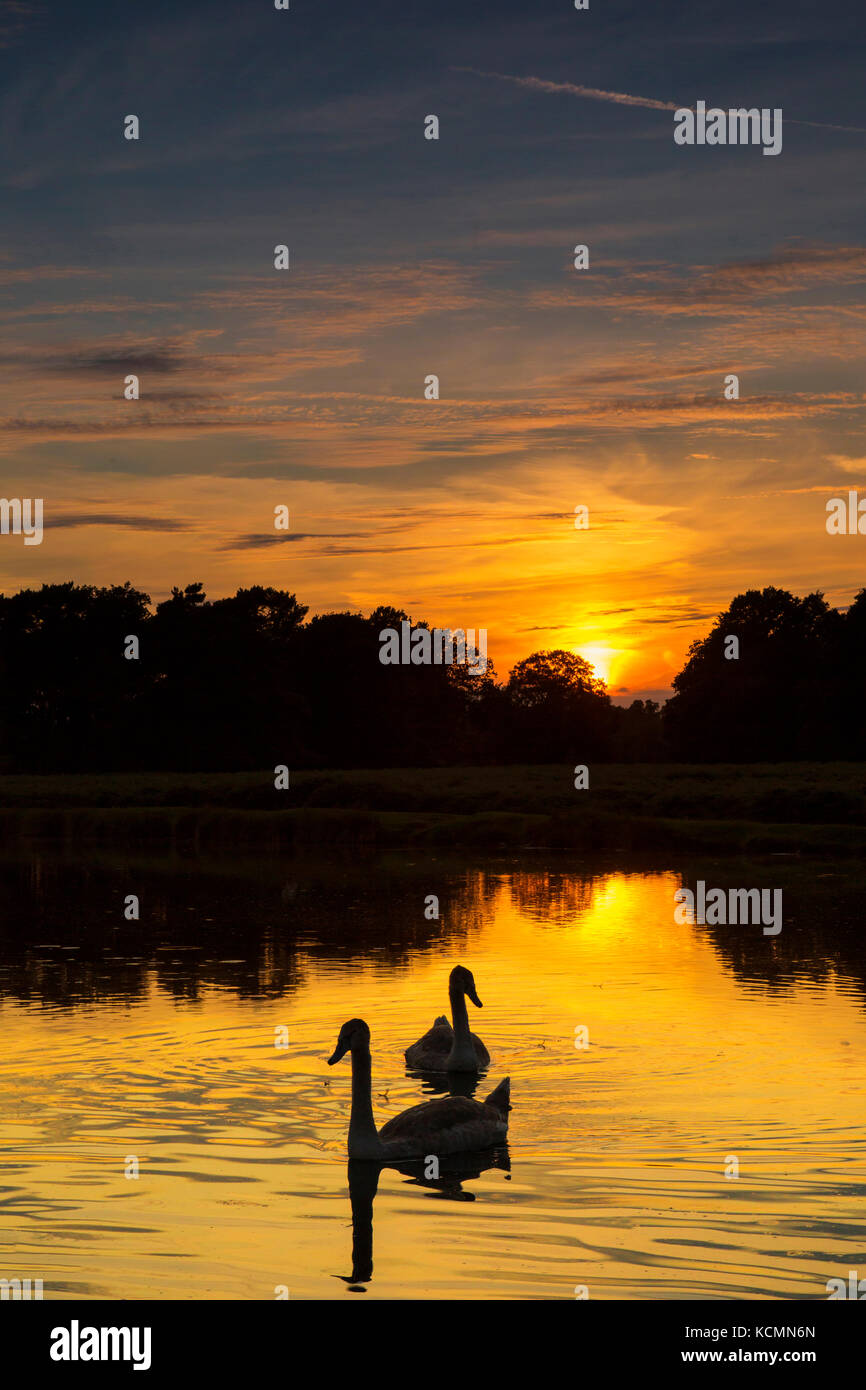 Un beau golden sunset sky reflétée dans un lac avec deux cygnes nageant dans l'avant-plan. L'emplacement, Bushy Park, Richmond upon Thames, London, UK. Banque D'Images