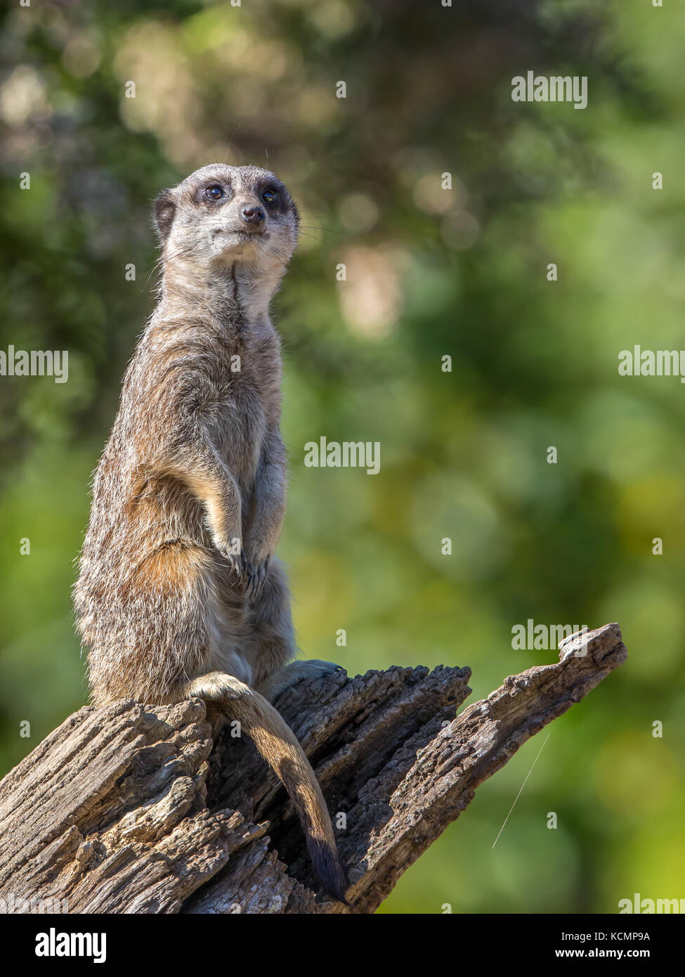 Mignonne meerkat (Suricata suricata) debout sur la branche, isolée à l'extérieur en profitant du soleil d'automne à la réserve d'animaux de Cotswold, Royaume-Uni. Banque D'Images