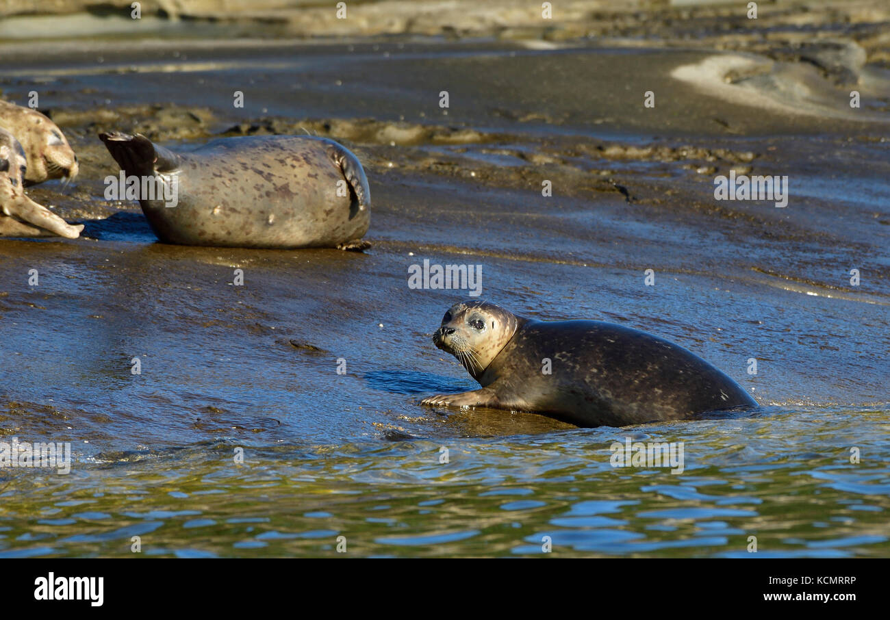 Un phoque commun (Phoca vitulina) ; escalade hors de l'eau sur la plage de rochers sur une île dans le détroit de Georgia près de l'île de Vancouver (C.-B.) Banque D'Images