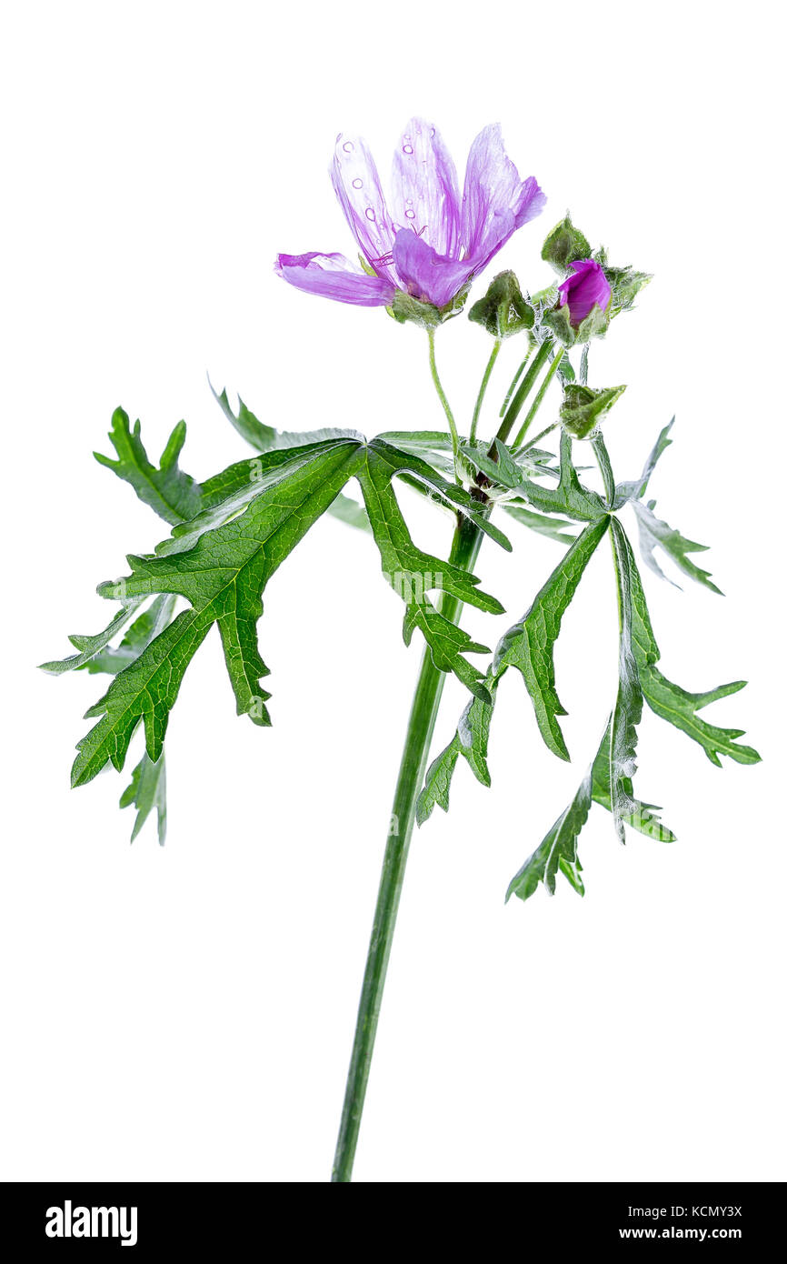 Fleurs mauve Malva sylvestris plante médicinale sur fond blanc Banque D'Images