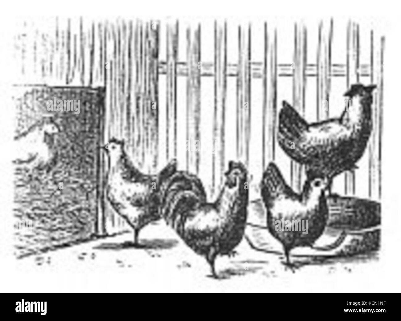 Cette photographie représente des poulets dans la neige, mettant en valeur une scène hivernale rurale. Il capture le contraste entre le bétail et les conditions météorologiques difficiles en milieu rural. Banque D'Images