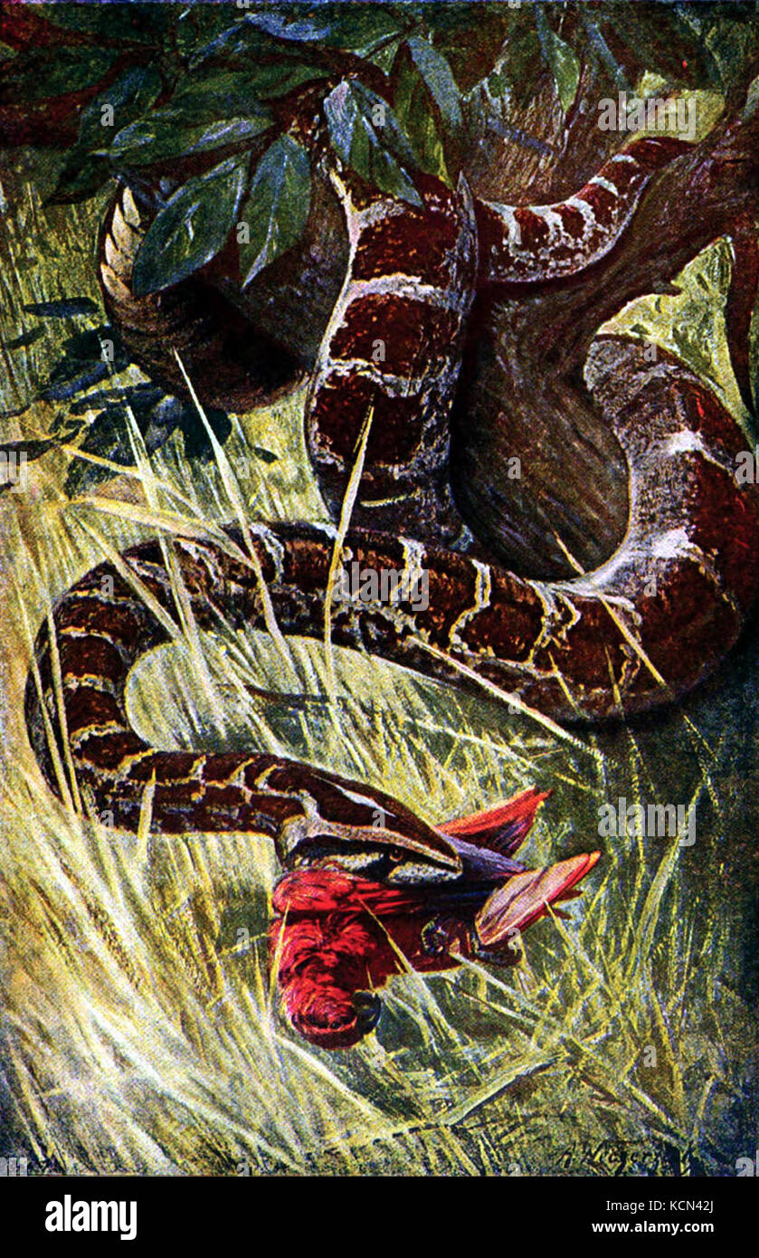 Americana 1920 Python Banque D'Images