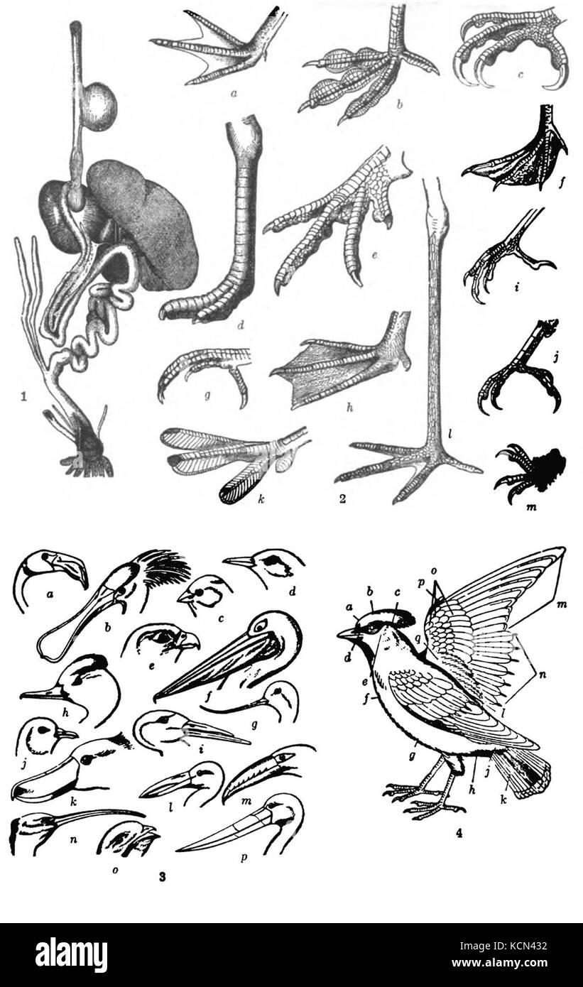 Americana 1920 organes d'oiseaux, les pieds, la tête, les plumes Banque D'Images