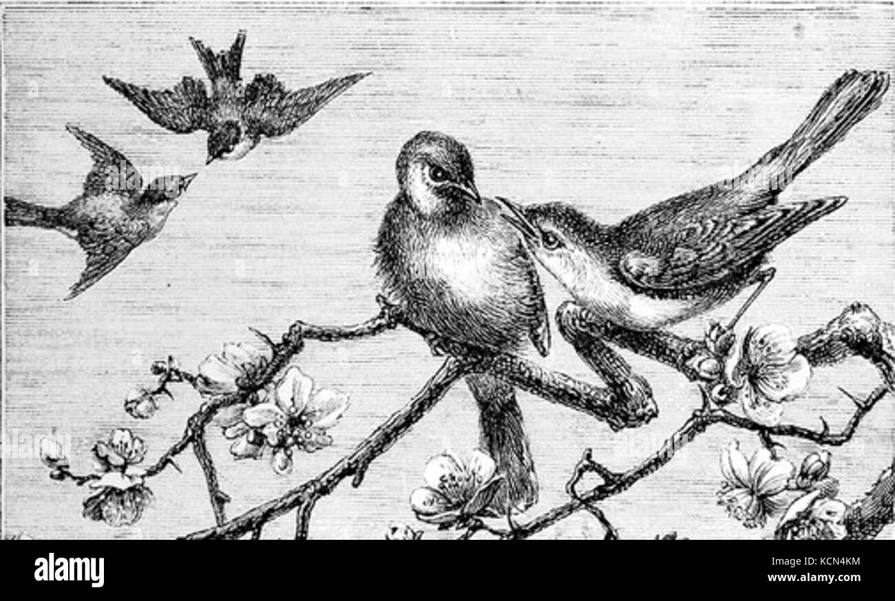 La parade nuptiale des oiseaux Banque D'Images